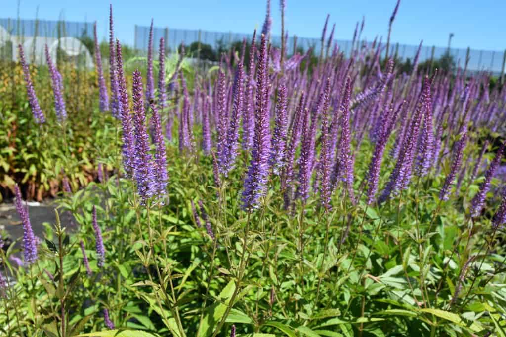 Veronicastrum virginicum 'Lavendelturm' ---